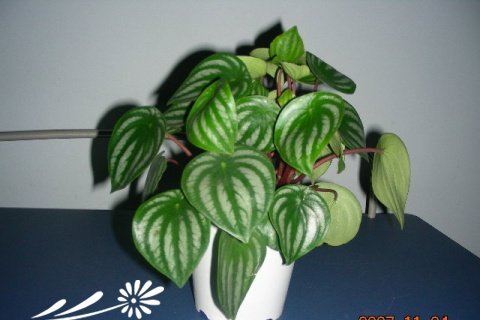 西瓜皮椒草的繁殖方法