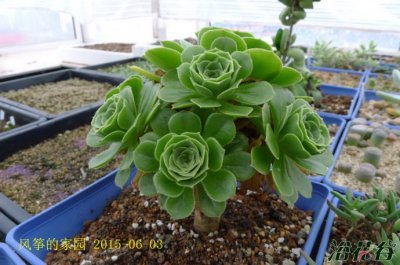 多肉植物绿法师详解 绿法师图片欣赏