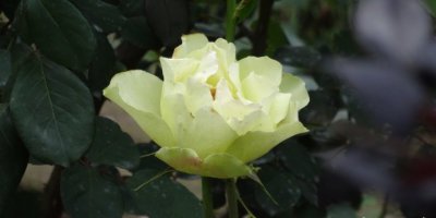 月季花绿野介绍 绿野图片集