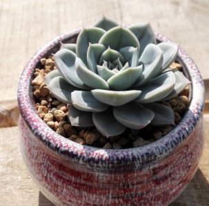 多肉植物月亮仙子讲解 月亮仙子图片集