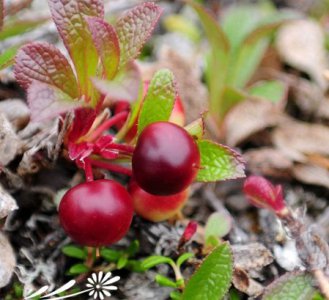 常绿植物熊果图片及介绍 《常绿植物熊果图片与简介》