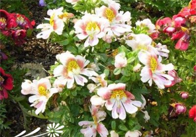 茄科蛾蝶花介绍及图片 《茄科蛾蝶花特性与美图赏析》