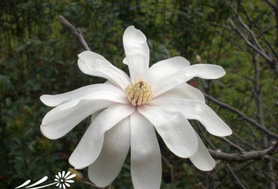 美丽的星花木兰图片及介绍 《星花木兰美丽姿态图片与简介》
