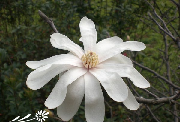 美丽的星花木兰
