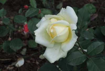 月季花绿云介绍 绿云长什么样图