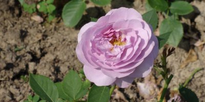 月季蓝莓山介绍 蓝莓山长什么样图