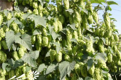 多年生草本植物啤酒花图片及介绍 《啤酒花多年生草本植物图片与介绍》