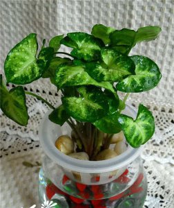 合果芋室内观赏植物图片及简介 室内观叶植物合果芋图片及介绍