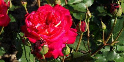 月季花仲夏讲解 仲夏照片图