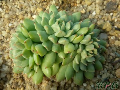 多肉爱尔兰薄荷详解 爱尔兰薄荷长什么样图