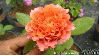 月季花我爱你 ティアモ介绍 我爱你 ティアモ照片图