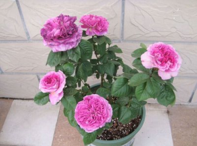 月季花香水花环介绍 香水花环长什么样图