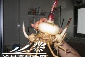 网球花的繁殖方法 《网球花繁殖的几种方式》