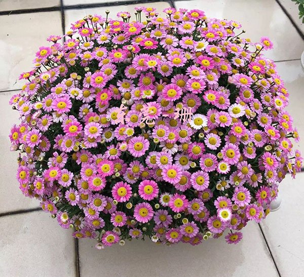 玛格丽特花怎么养爆盆