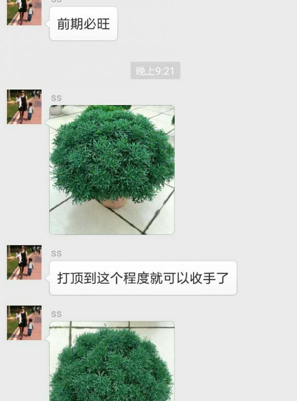 玛格丽特花怎么养爆盆