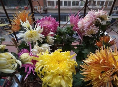 菊花在几月到几月开放 菊花的开放时间是几月到几月？