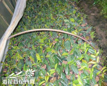 金花茶如何繁殖？ 金花茶的繁殖方法