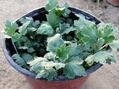 菊花脚芽过多咋处理？ 菊花脚芽长得过多怎么办