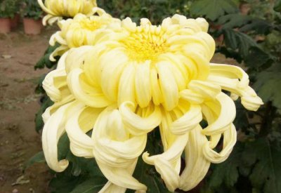 刚买菊花咋处理？超简单！ 刚买的菊花怎么处理|其实很简单