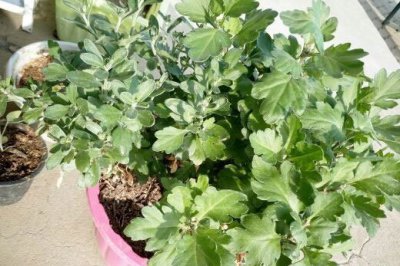 夏天养菊无需特殊关照 菊花夏天怎么养|无需特殊关照