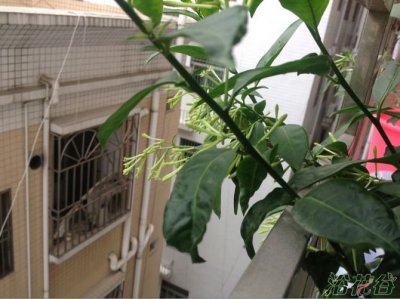 夜来香什么时候开花 《夜来香的开花时间》