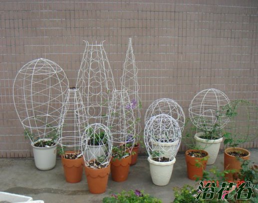 铁线莲的架子怎么做