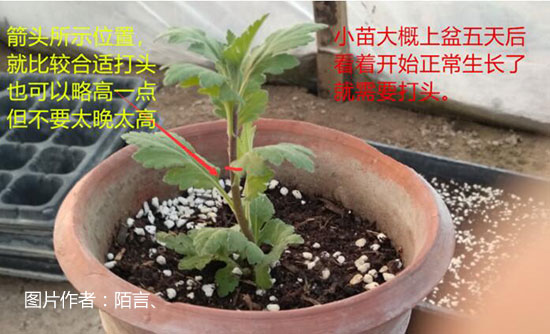 菊花需要打顶吗|什么时候打顶