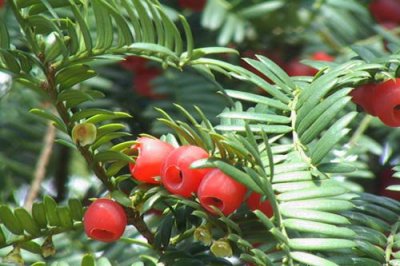 红豆杉几年开花结果 《红豆杉开花结果需几年？》