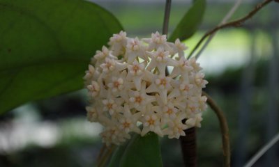球兰怎样才能开花 《球兰开花有啥妙招？》