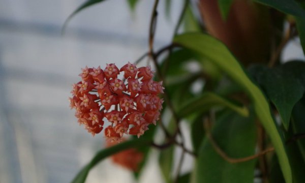 球兰怎样才能开花