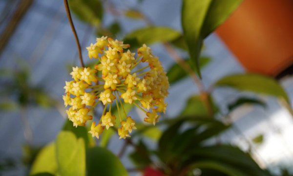 球兰怎样才能开花