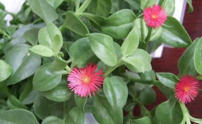 牡丹吊兰的花期有多长 《牡丹吊兰花期多久？》