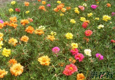 太阳花什么时候开花 《太阳花的开花时间是何时？》