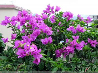 三角梅什么时候开花 《三角梅的开花时间》