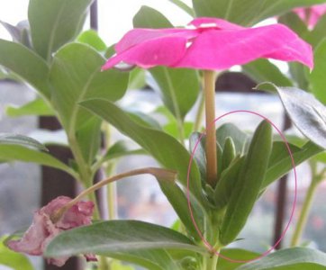 长春花结种子吗 《长春花是否结种子？》