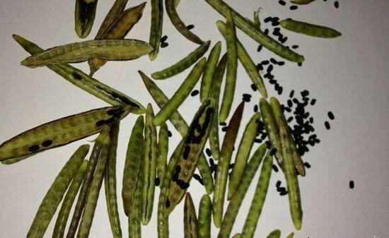 长春花结种子吗