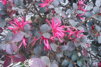 红花檵木的繁殖方法 《红花檵木繁殖方式知多少》