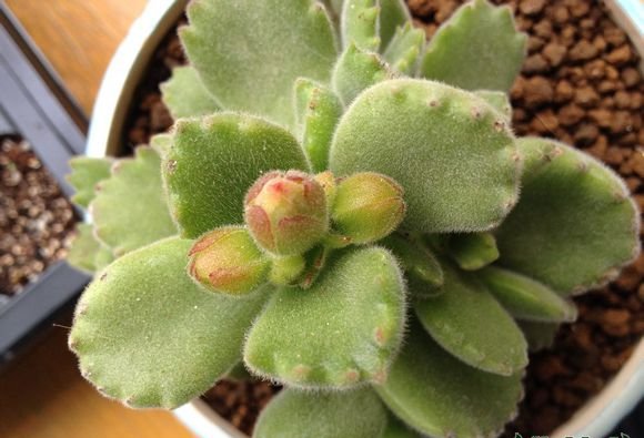 熊童子开花会死吗