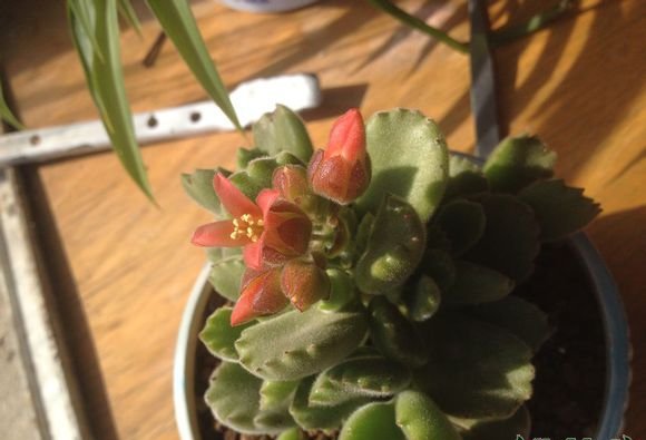 熊童子开花会死吗