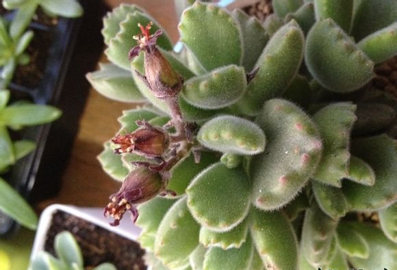 熊童子开花会死吗