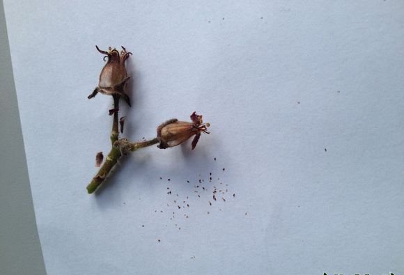熊童子开花会死吗