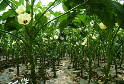 黄秋葵的繁殖方法 《黄秋葵的繁殖方式有哪些？》