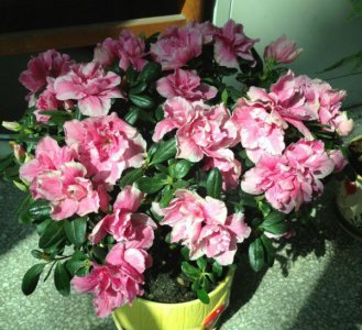 北方养杜鹃花的度夏方法 《北方杜鹃花度夏有妙招》
