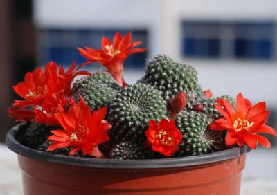 仙人球子孙球开花时间 《仙人球子孙球何时开花？》