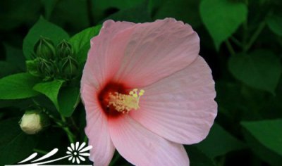 芙蓉葵繁殖技巧 芙蓉葵的繁殖方法
