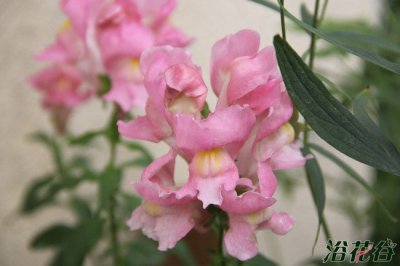 金鱼草花期 《金鱼草的花期是何时？》
