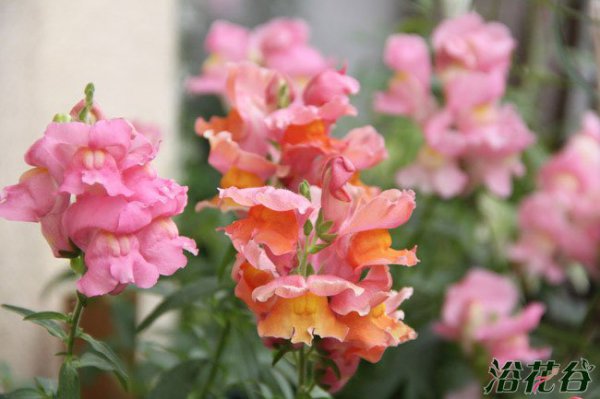 金鱼草花期