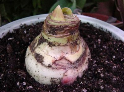 球根花卉是深埋还是浅埋 球根花卉该深埋还是浅埋？