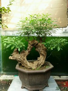 黄荆盆景介绍 黄荆盆景图片集