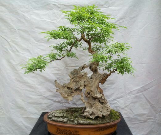 黄荆盆景图片三